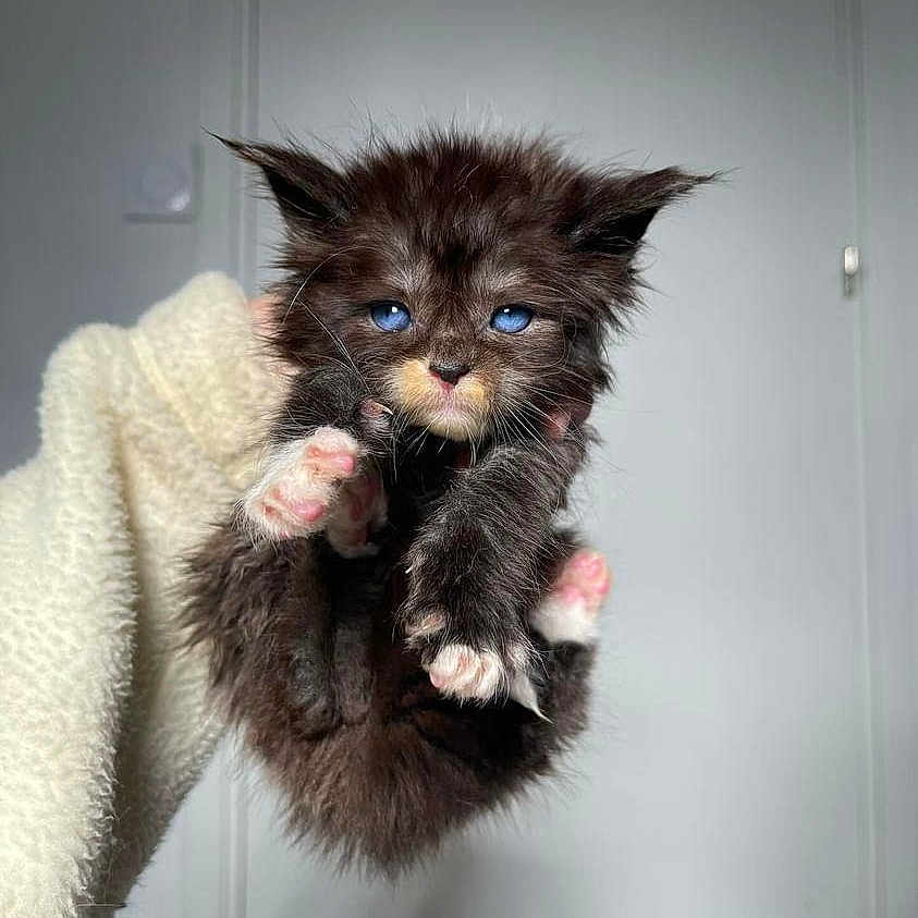 Zeus participe au concours pour gagner de l'argent avec cette photo : abyssinian, angora, animal, blackcat, blanket, brasssection, cat, horn, indoors, kitten, manx, musicalinstrument, pet, plush, siamese, toy