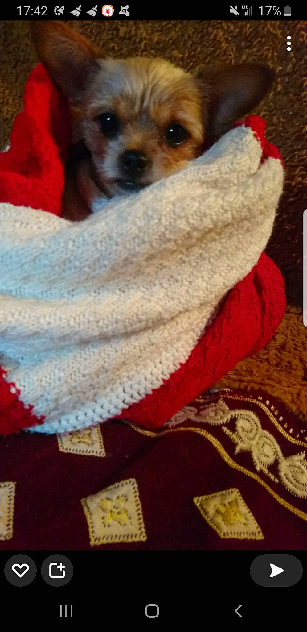 Lina participe au concours pour gagner de l'argent avec cette photo : carnivore, companion_dog, craft, creative_arts, dog, dog_breed, dog_clothes, dog_supply, fashion_accessory, flooring, fur, linens, needlework, pattern, shawl, stuffed_toy, textile, toy_dog, wool, woolen