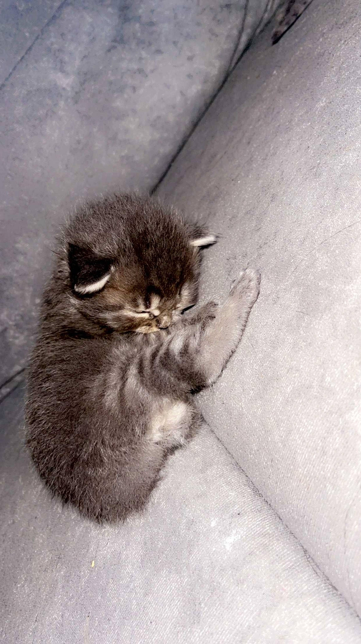 Guizmo participe au concours pour gagner de l'argent avec cette photo : asphalt, carnivore, cat, claw, domestic_short_haired_cat, eye, fawn, felidae, foot, fur, grey, human_leg, mammal, paw, road_surface, small_to_medium_sized_cats, soil, tail, terrestrial_animal, whiskers