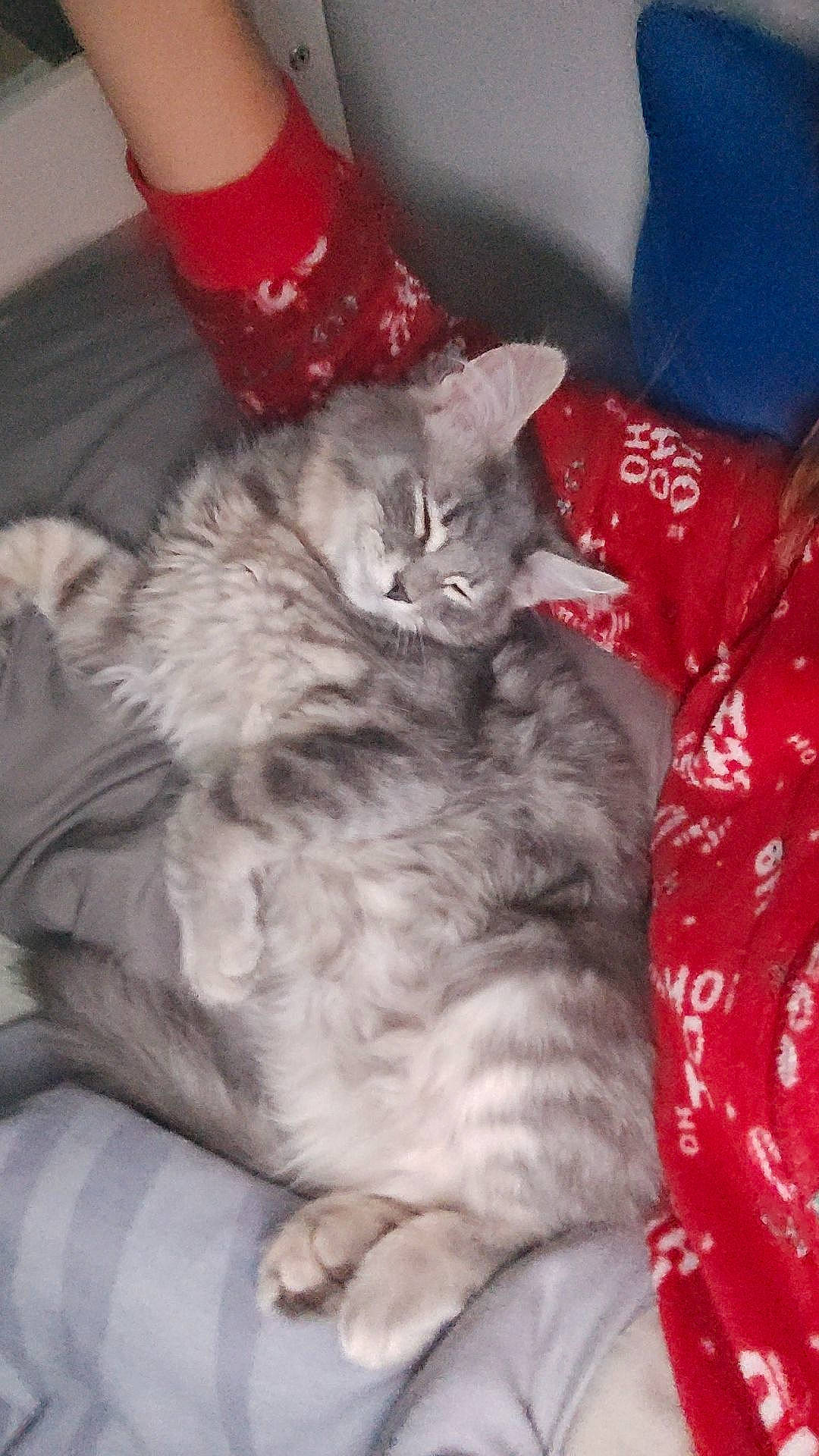 Guizmo participe au concours pour gagner de l'argent avec cette photo : bottle, carnivore, cat, claw, comfort, domestic_short_haired_cat, felidae, fur, grey, nap, paw, small_to_medium_sized_cats, tail, whiskers