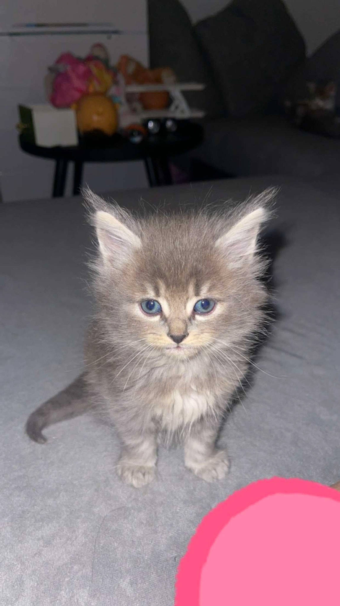 Guizmo participe au concours pour gagner de l'argent avec cette photo : british_longhair, canidae, carnivore, cat, cat_toy, claw, companion_dog, domestic_short_haired_cat, electric_blue, fawn, felidae, flooring, fur, paw, photo_caption, small_to_medium_sized_cats, snout, tail, terrestrial_animal, whiskers