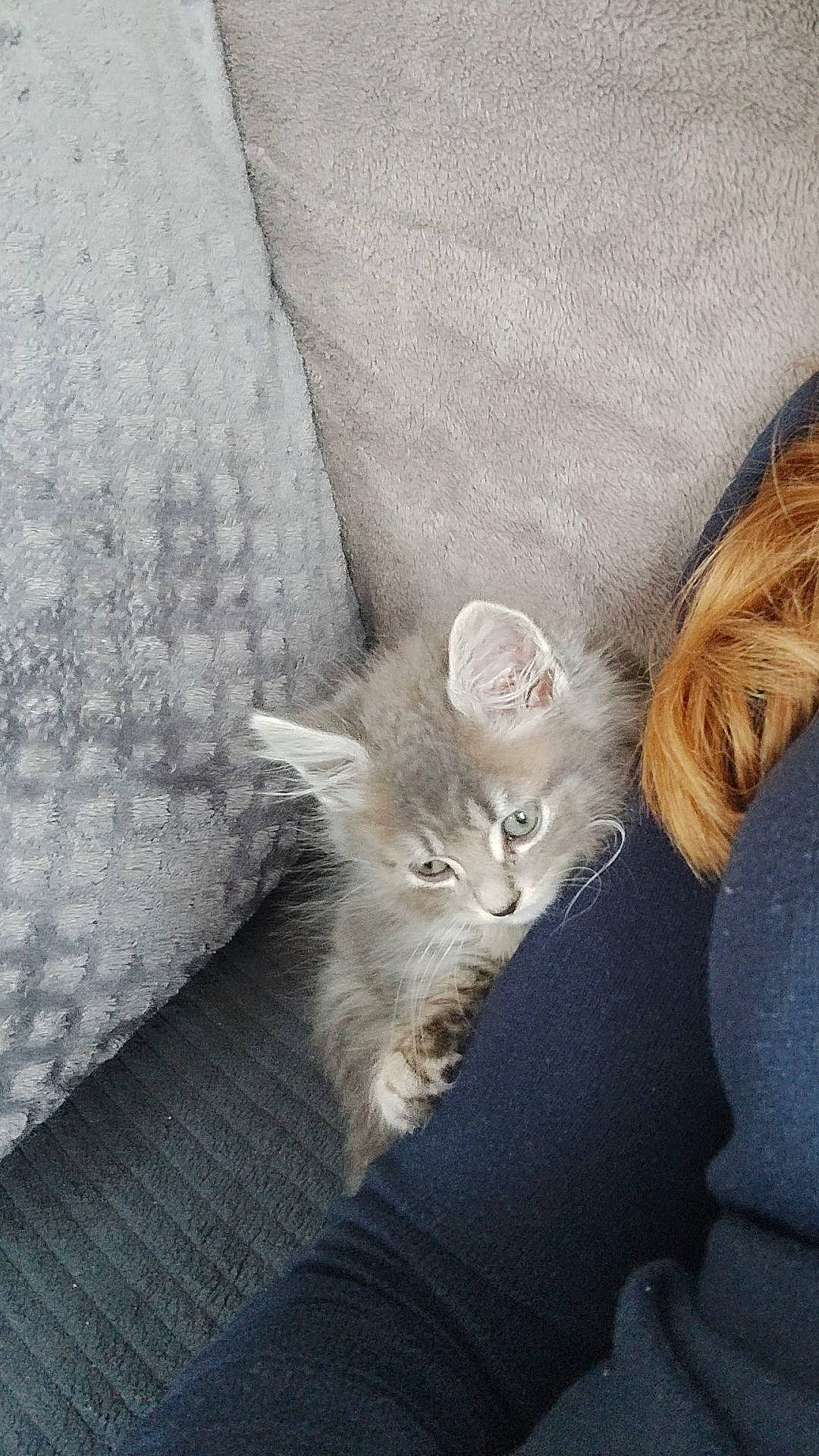 Guizmo a rejoint le concours — aidez-le/la à gagner de superbes lots ! carnivore, cat, claw, comfort, couch, domestic_short_haired_cat, fawn, felidae, fur, grey, human_leg, linens, paw, sitting, small_to_medium_sized_cats, snout, tail, textile, whiskers, wood