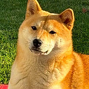 Uby participe au concours pour gagner de l'argent avec cette photo : animal, calm, canine, cute, dog, domestic_animal, ears, fur, grass, head, mammal, nature, nose, outdoor, pet, portrait, resting, shiba_inu, sunlight, whiskers