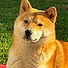 animal, calm, canine, cute, dog, domestic_animal, ears, fur, grass, head, mammal, nature, nose, outdoor, pet, portrait, resting, shiba_inu, sunlight, whiskers