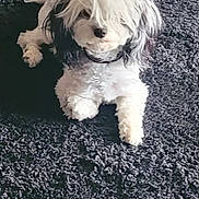 Moon joined the competition — help win amazing prizes! animal, black_and_white, canine, carpet, companion, curious, cute, dog, domestic, fluffy, friendly, fur, home, indoor, lying_down, mop_haircut, pet, relaxed, small_dog, white_dog