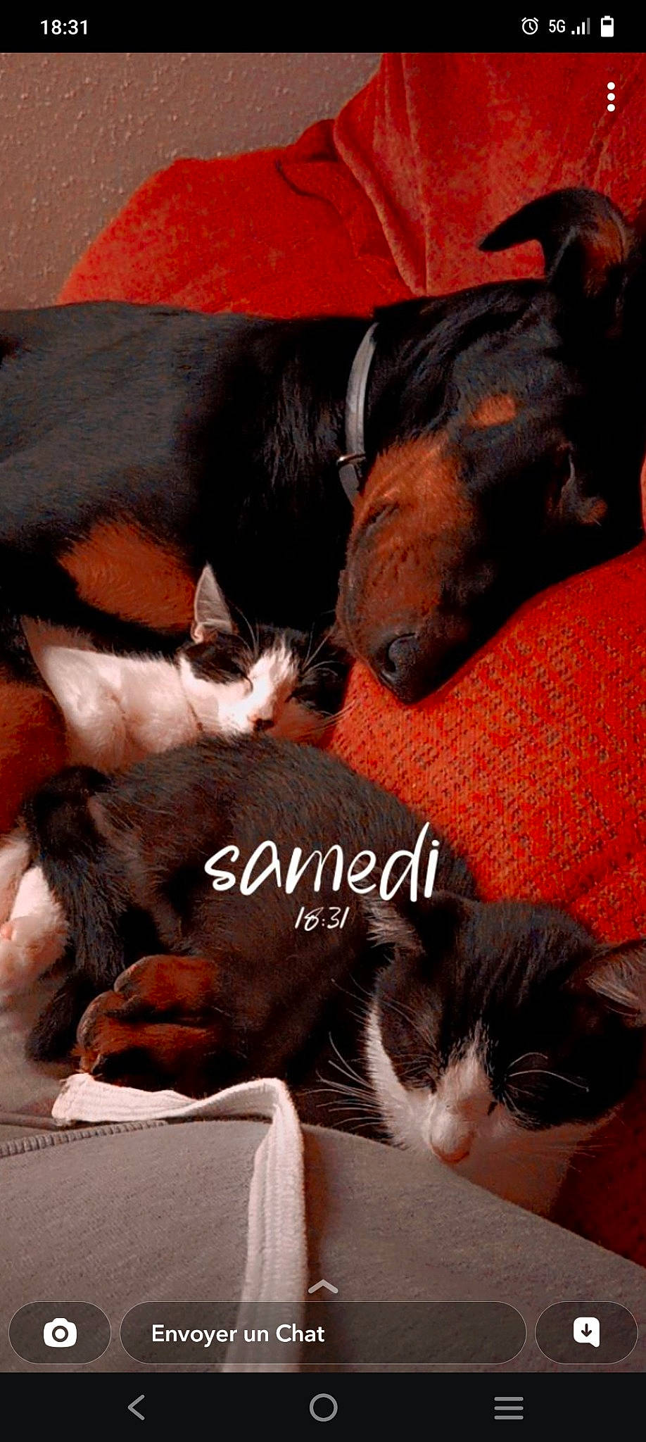 Tyni a rejoint le concours — aidez-le/la à gagner de superbes lots ! carnivore, cat, comfort, companion_dog, dog, dog_breed, domestic_short_haired_cat, felidae, fur, lap, mammal, nap, paw, pet_supply, small_to_medium_sized_cats, snout, tail, vertebrate, whiskers, working_animal