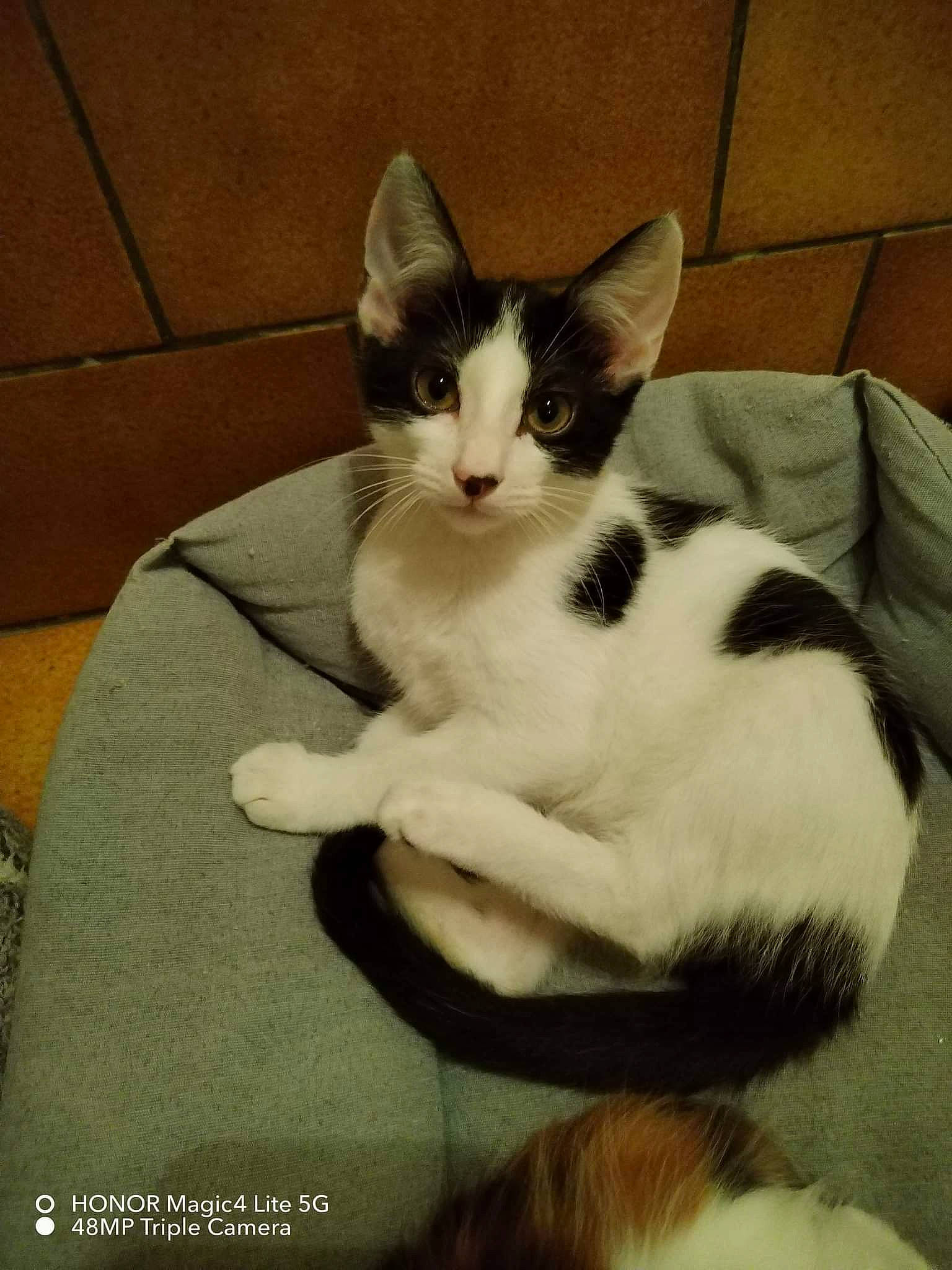 Tyni a rejoint le concours — aidez-le/la à gagner de superbes lots ! carnivore, cat, comfort, domestic_short_haired_cat, eye, felidae, foot, formal_wear, fur, paw, sitting, small_to_medium_sized_cats, snout, tail, whiskers