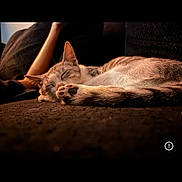 Mist joined the competition — help win amazing prizes! arm, cat, closeup, couch, cozy, fur, gallery_thumbnails, human_arm, indoor, living_room, low_light, mobile_ui, paw, pet, portrait, relaxing, screenshot, sleeping, sofa, whiskers