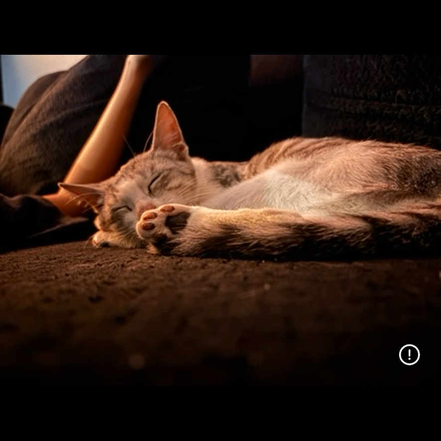 Mist joined the competition — help win amazing prizes! arm, cat, closeup, couch, cozy, fur, gallery_thumbnails, human_arm, indoor, living_room, low_light, mobile_ui, paw, pet, portrait, relaxing, screenshot, sleeping, sofa, whiskers