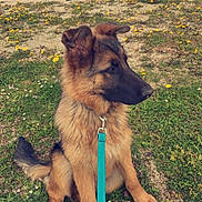 Tao a rejoint le concours — aidez-le/la à gagner de superbes lots ! dog, german_shepherd, puppy, leash, grass, flowers, outdoor, pet, animal, sitting, cute, nature, young, ears, fur, collar, greenery, yellow_flowers, side_view, canine