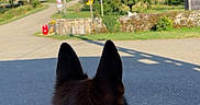 Tao a rejoint le concours — aidez-le/la à gagner de superbes lots ! animal, back_view, collar, daytime, dog, german_shepherd, greenery, nature, outdoor, paved_road, peaceful, pet, quiet, road, rural, sky, stone_wall, sunny, trees, watching