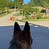 Tao a rejoint le concours — aidez-le/la à gagner de superbes lots ! animal, back_view, collar, daytime, dog, german_shepherd, greenery, nature, outdoor, paved_road, peaceful, pet, quiet, road, rural, sky, stone_wall, sunny, trees, watching