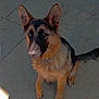 Tao participe au concours pour gagner de l'argent avec cette photo : german_shepherd, puppy, dog, canine, pet, animal, ears, fur, outdoor, pavement, sunlight, sitting, curious, young, brown, black, tail, attention, companion, adorable