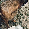 Tao a rejoint le concours — aidez-le/la à gagner de superbes lots ! animal, canine, chair, companion, daylight, dirt, dog, fur, german_shepherd, grass, ground, looking_away, loyal, nature, outdoor, pet, plastic_chair, side_view, sitting, tongue