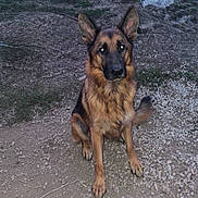 Tao participe au concours pour gagner de l'argent avec cette photo : alert, animal, attention, canine, dirt, dog, ears, evening, fur, german_shepherd, gravel, ground, mammal, nature, outdoor, pet, portrait, rocky, sitting, watchful