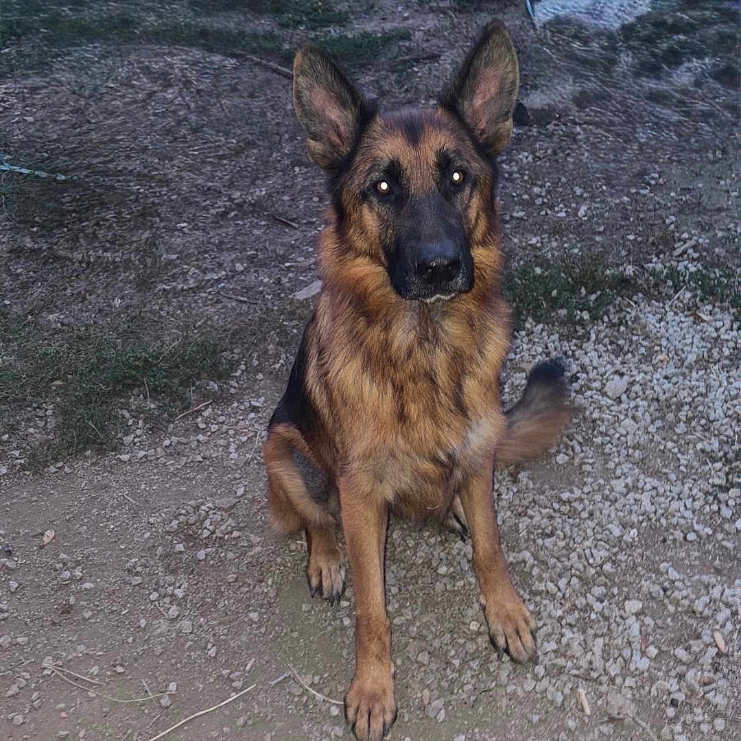 Tao participe au concours pour gagner de l'argent avec cette photo : alert, animal, attention, canine, dirt, dog, ears, evening, fur, german_shepherd, gravel, ground, mammal, nature, outdoor, pet, portrait, rocky, sitting, watchful