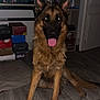 dog, german_shepherd, pet, indoor, floor, tongue_out, sitting, wooden_floor, television, shelf, box, door, fur, ears, animal, canine, happy, looking_at_camera, home, living_room