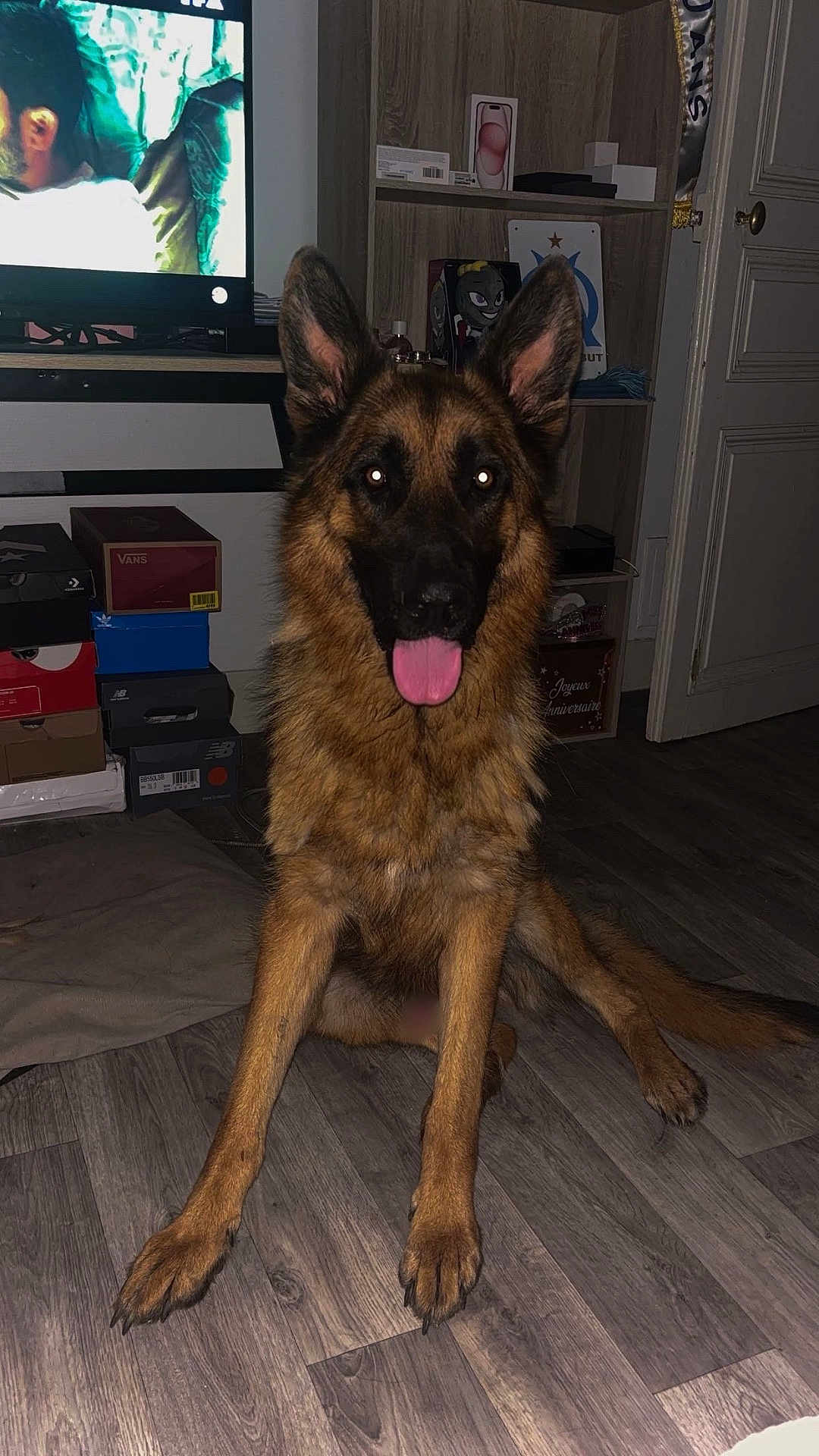 Tao participe au concours pour gagner de l'argent avec cette photo : dog, german_shepherd, pet, indoor, floor, tongue_out, sitting, wooden_floor, television, shelf, box, door, fur, ears, animal, canine, happy, looking_at_camera, home, living_room
