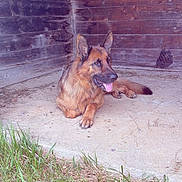 Tao participe au concours pour gagner de l'argent avec cette photo : animal, calm, canine, concrete_floor, corner, dog, domestic_animal, ears, fur, german_shepherd, grass, laying_down, muzzle, nature, outdoor, pet, quiet, resting, tongue_out, wooden_wall