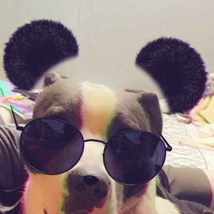 Axel Zues joined the competition — help win amazing prizes! accessory, animal, black_and_white, blurred_background, canine, closeup, cozy, cute, dog, domestic, face, funny, furry_ears, head, indoor, muzzle, pet, portrait, sunglasses, wearing