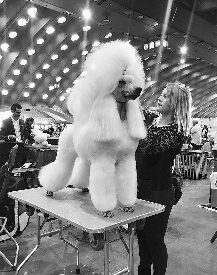 Justice a rejoint le concours — aidez-le/la à gagner de superbes lots ! black_and_white, canidae, carnivore, companion_dog, conformation_show, dog, dog_breed, fur, miniature_poodle, non_sporting_group, poodle, standard_poodle, toy_dog, toy_poodle, white