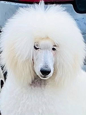 Ready a rejoint le concours — aidez-le/la à gagner de superbes lots ! canidae, carnivore, companion_dog, dog, dog_breed, fur, giant_dog_breed, non_sporting_group, pet_supply, poodle, snout, sporting_group, street_fashion, terrestrial_animal, working_animal