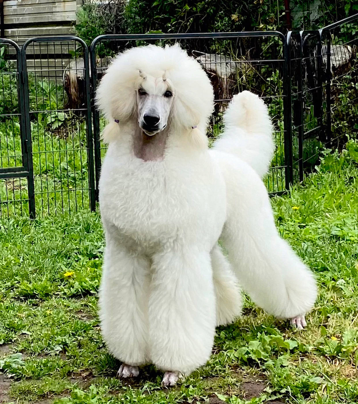 Ready participe au concours pour gagner de l'argent avec cette photo : canidae, carnivore, companion_dog, dog, dog_breed, fence, fur, giant_dog_breed, grass, gun_dog, plant, poodle, sheep, snout, sporting_group, standard_poodle, tail, toy_dog, tree, water_dog