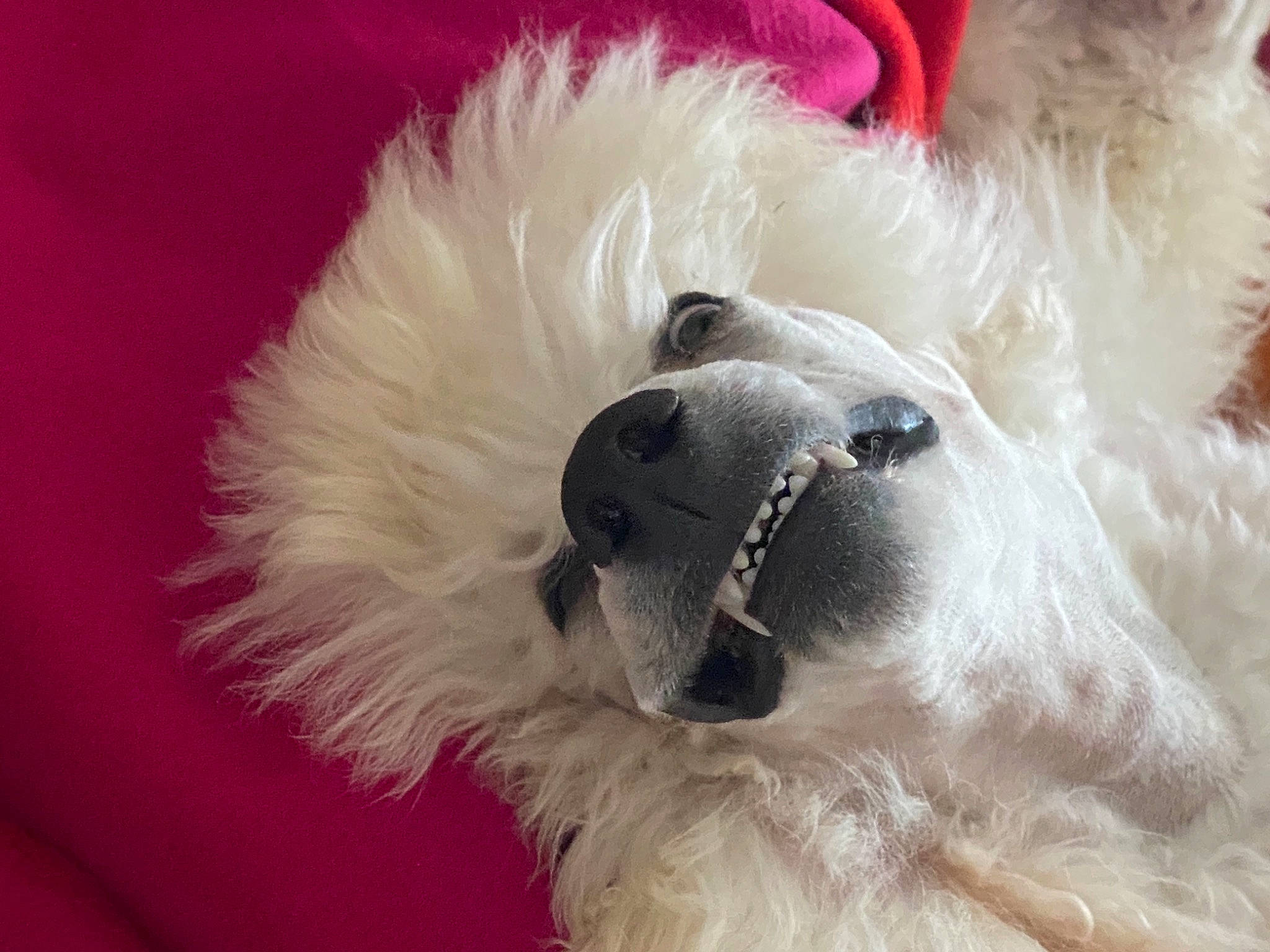 Ready participe au concours pour gagner de l'argent avec cette photo : canidae, carnivore, companion_dog, dog, dog_breed, dog_supply, fawn, fur, non_sporting_group, paw, pet_supply, small_terrier, snout, sporting_group, stuffed_toy, toy, toy_dog, volpino_italiano, whiskers, working_animal