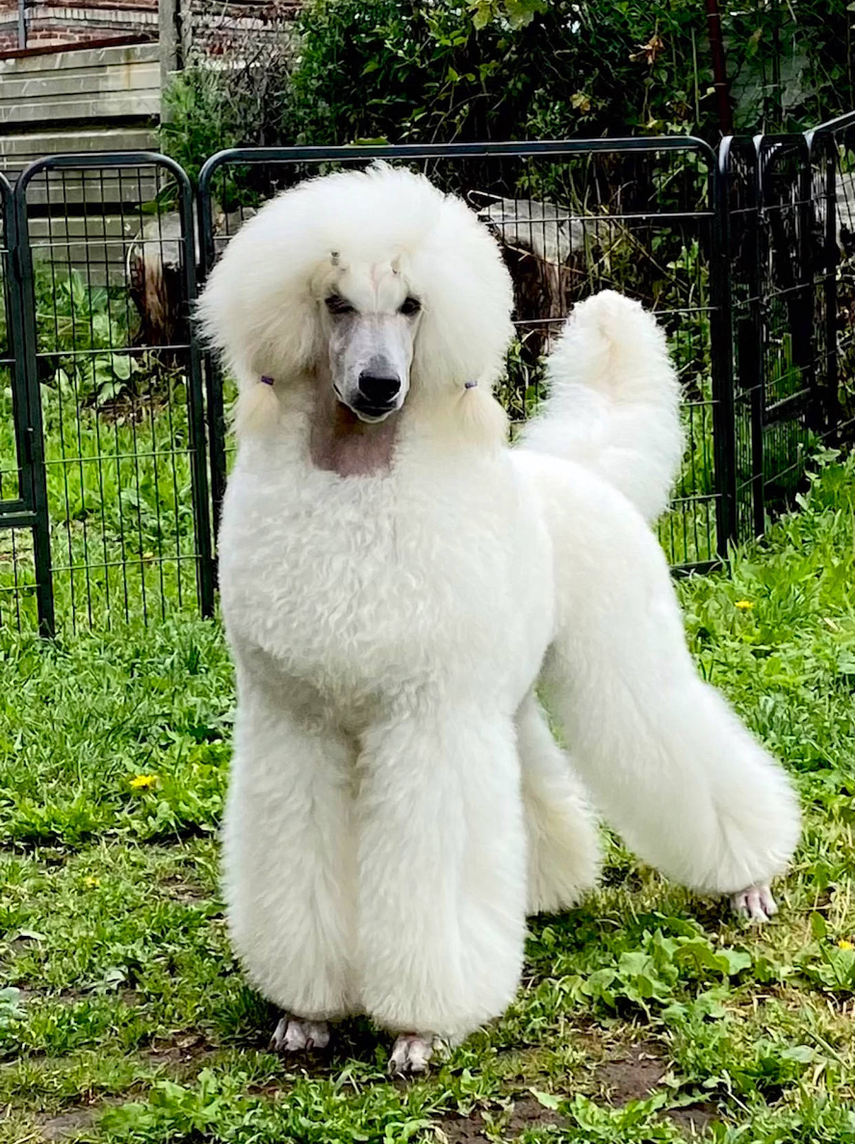 Ready a rejoint le concours — aidez-le/la à gagner de superbes lots ! canidae, carnivore, companion_dog, dog, dog_breed, fence, fur, giant_dog_breed, grass, plant, poodle, sheep, snout, sporting_group, standard_poodle, tail, toy_dog, tree, water_dog, working_animal