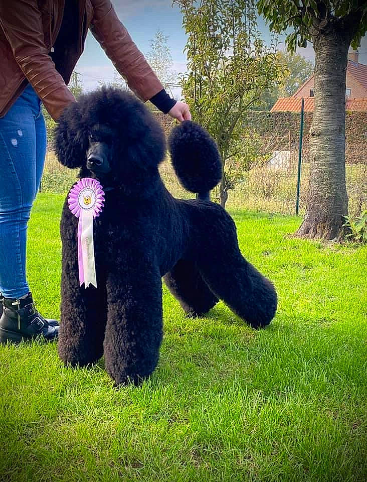 Black participe au concours pour gagner de l'argent avec cette photo : barbet, black_russian_terrier, canidae, carnivore, companion_dog, dog, dog_breed, grass, irish_water_spaniel, mammal, miniature_poodle, non_sporting_group, poodle, portuguese_water_dog, sporting_group, standard_poodle, toy_dog, toy_poodle, vertebrate, water_dog