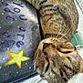 Venus is registered to the contest to win money with this photo: cat, tabby_cat, sleeping, whiskers, closed_eyes, fur, nose, muzzle, book, star_drawing, galaxy_background, art_project, bed, blanket, cozy, close_up, indoor, pet, resting, peaceful
