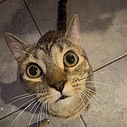 Venus is registered to the contest to win money with this photo: cat, tabby_cat, pet, whiskers, wide_eyes, green_eyes, looking_up, close_up, portrait, indoor, tile_floor, striped_fur, nose, ears, tail, curious, eye_contact, floor_tiles, brown_fur, playful