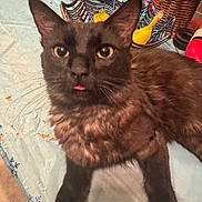 Pluto is registered to the contest to win money with this photo: banana, black_cat, cat, close_up, countertop, curious, ears, front_paws, fruit_bowl, fur, household_item, indoor, pet, plastic_tablecloth, portrait, table, tongue_out, whiskers, wicker_basket, yellow_eyes