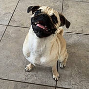 Dawn is registered to the contest to win money with this photo: dog, pug, pet, smiling, sitting, floor, tile, animal, cute, happy, indoor, canine, fur, small_dog, looking_up, ears, tongue, teeth, whiskers, friendly