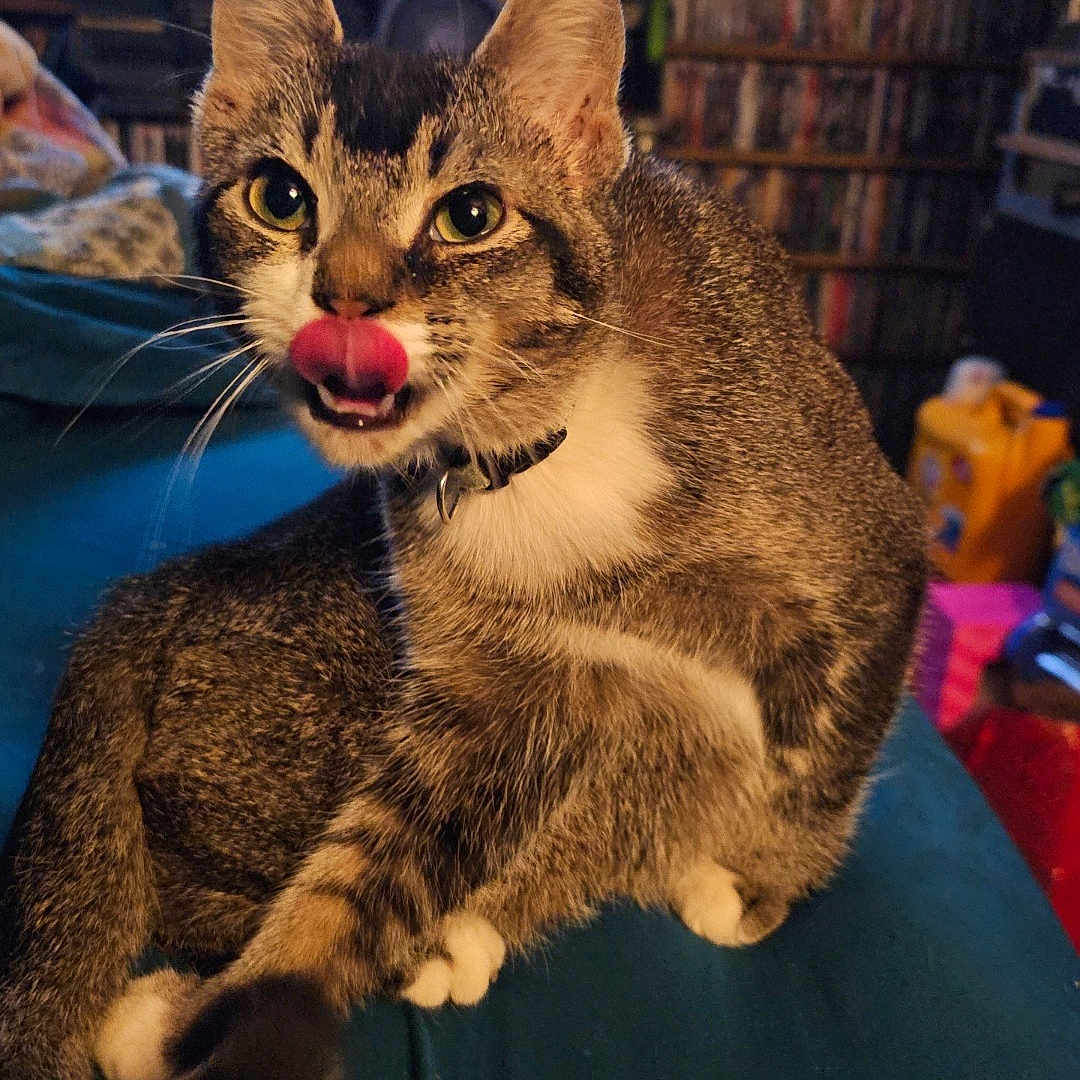 Hopper Jean Mcmahan joined the competition — help win amazing prizes! cat, tabby, licking, green_eyes, feline, pet, indoor, couch, sitting, whiskers, fur, collar, shelf, dvds, clutter, home, cozy, animal, domestic, curious