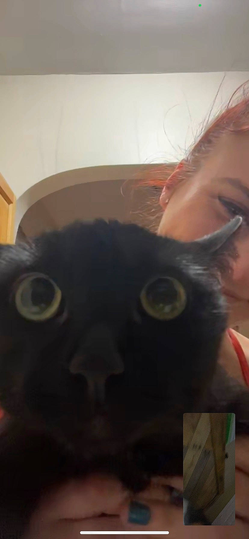Gotti is registered to the contest to win money with this photo: black_cat, carnivore, cat, dog_breed, ear, eyelash, eyewear, fawn, felidae, fur, happy, iris, jaw, nose, personal_protective_equipment, selfie, small_to_medium_sized_cats, snout, tail, whiskers