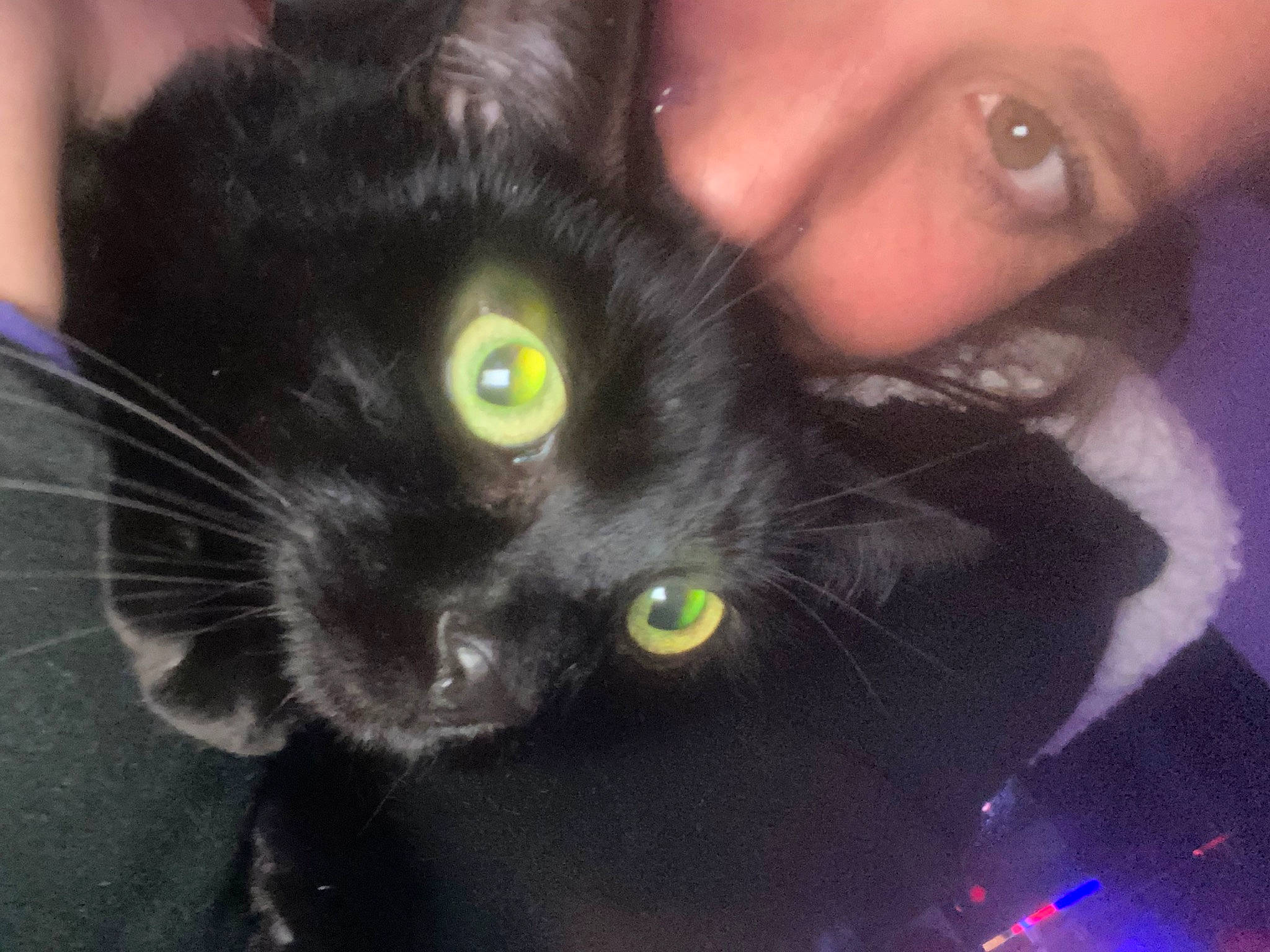 Gotti is registered to the contest to win money with this photo: black_cat, black_hair, bombay, carnivore, cat, ear, eye, eyelash, felidae, gesture, head, iris, nose, organ, organism, plant, small_to_medium_sized_cats, snout, tree, whiskers