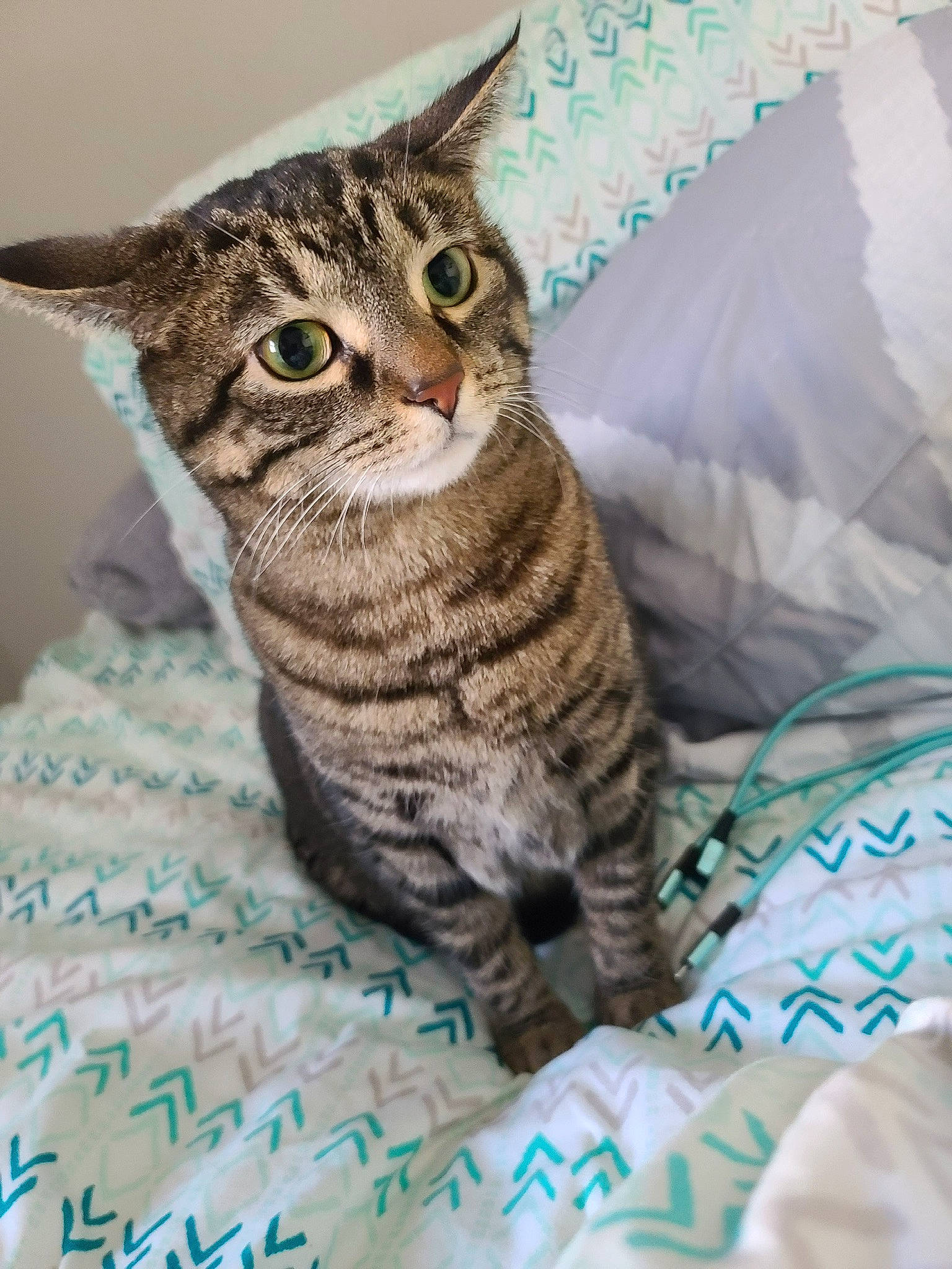 Keke is registered to the contest to win money with this photo: carnivore, cat, comfort, domestic_short_haired_cat, felidae, fur, linens, paw, sitting, small_to_medium_sized_cats, snout, terrestrial_animal, textile, whiskers, wildlife