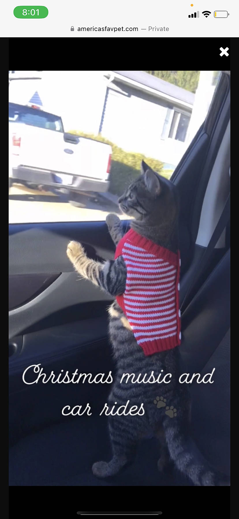 Keke is registered to the contest to win money with this photo: automotive_design, automotive_exterior, automotive_lighting, automotive_window_part, bag, carmine, carnivore, cat, felidae, font, fur, motor_vehicle, personal_luxury_car, photo_caption, small_to_medium_sized_cats, steering_wheel, vehicle_door, whiskers, window, windshield