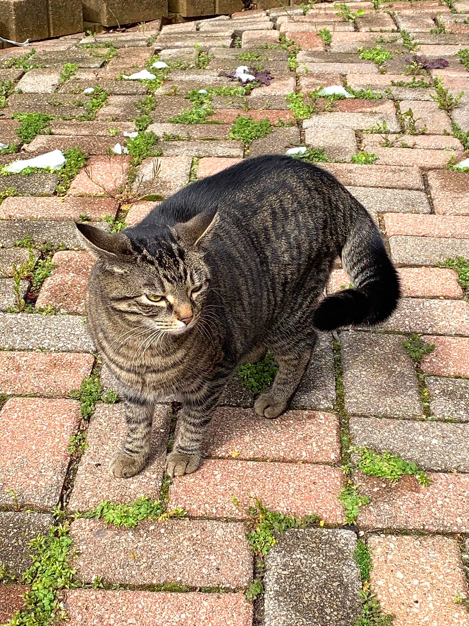 Keke is registered to the contest to win money with this photo: brick, brickwork, carnivore, cat, cobblestone, domestic_short_haired_cat, felidae, flagstone, flooring, grass, grey, groundcover, plant, road_surface, sidewalk, small_to_medium_sized_cats, snout, tail, terrestrial_animal, whiskers