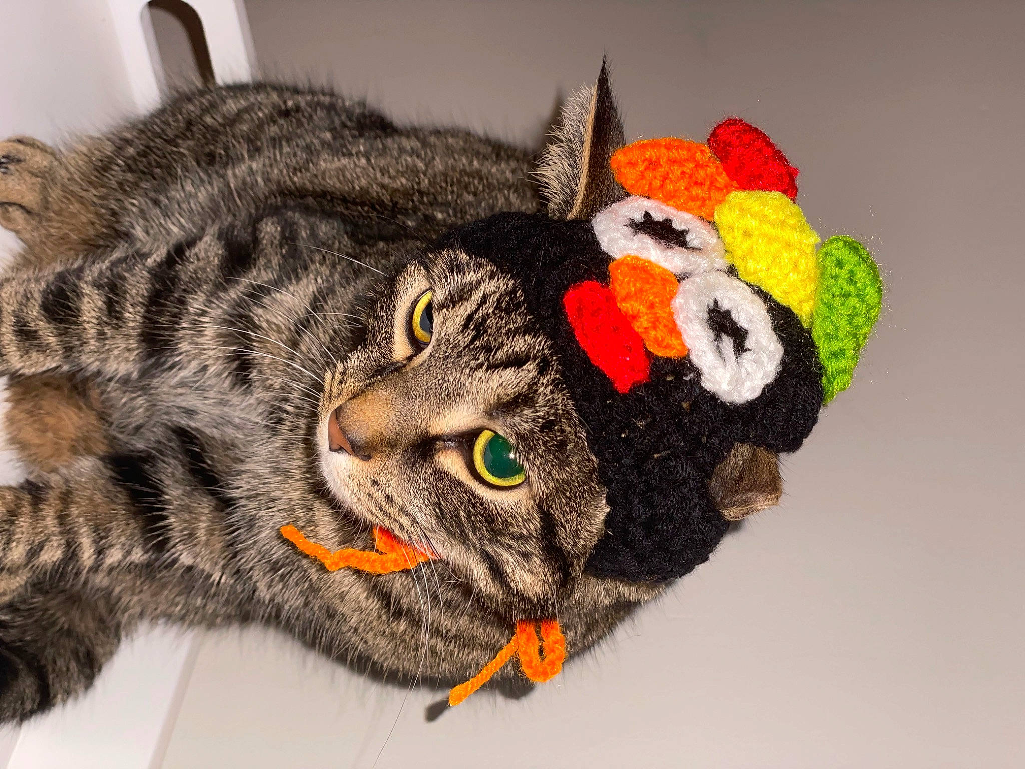 Keke is registered to the contest to win money with this photo: art, carnivore, cat, claw, creative_arts, domestic_short_haired_cat, felidae, fur, small_to_medium_sized_cats, snout, terrestrial_animal, toy, whiskers