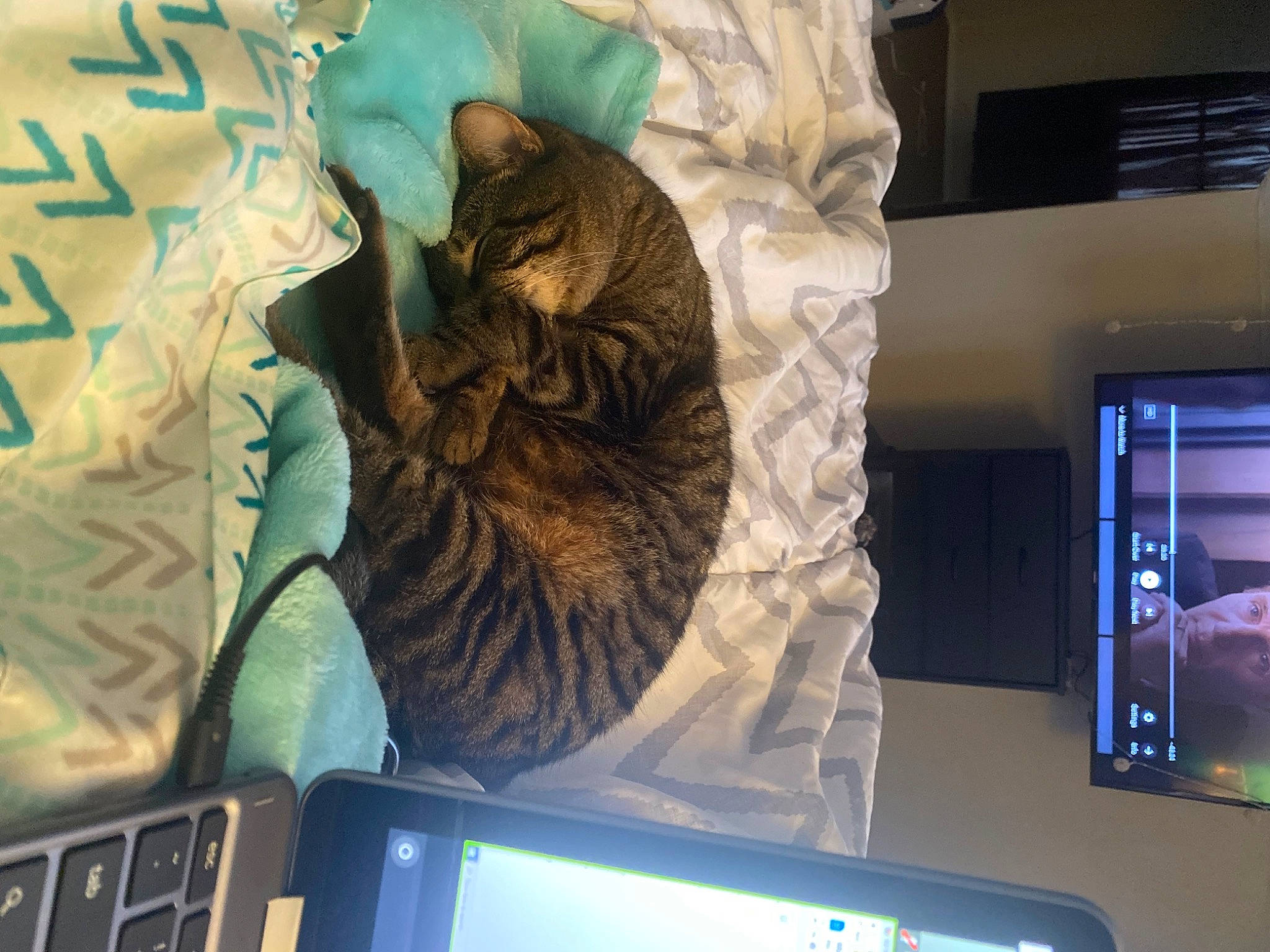 Keke is registered to the contest to win money with this photo: carnivore, cat, comfort, computer, computer_hardware, display_device, domestic_short_haired_cat, electronic_device, felidae, flat_panel_display, gadget, machine, multimedia, output_device, personal_computer, room, small_to_medium_sized_cats, technology, television_set, whiskers