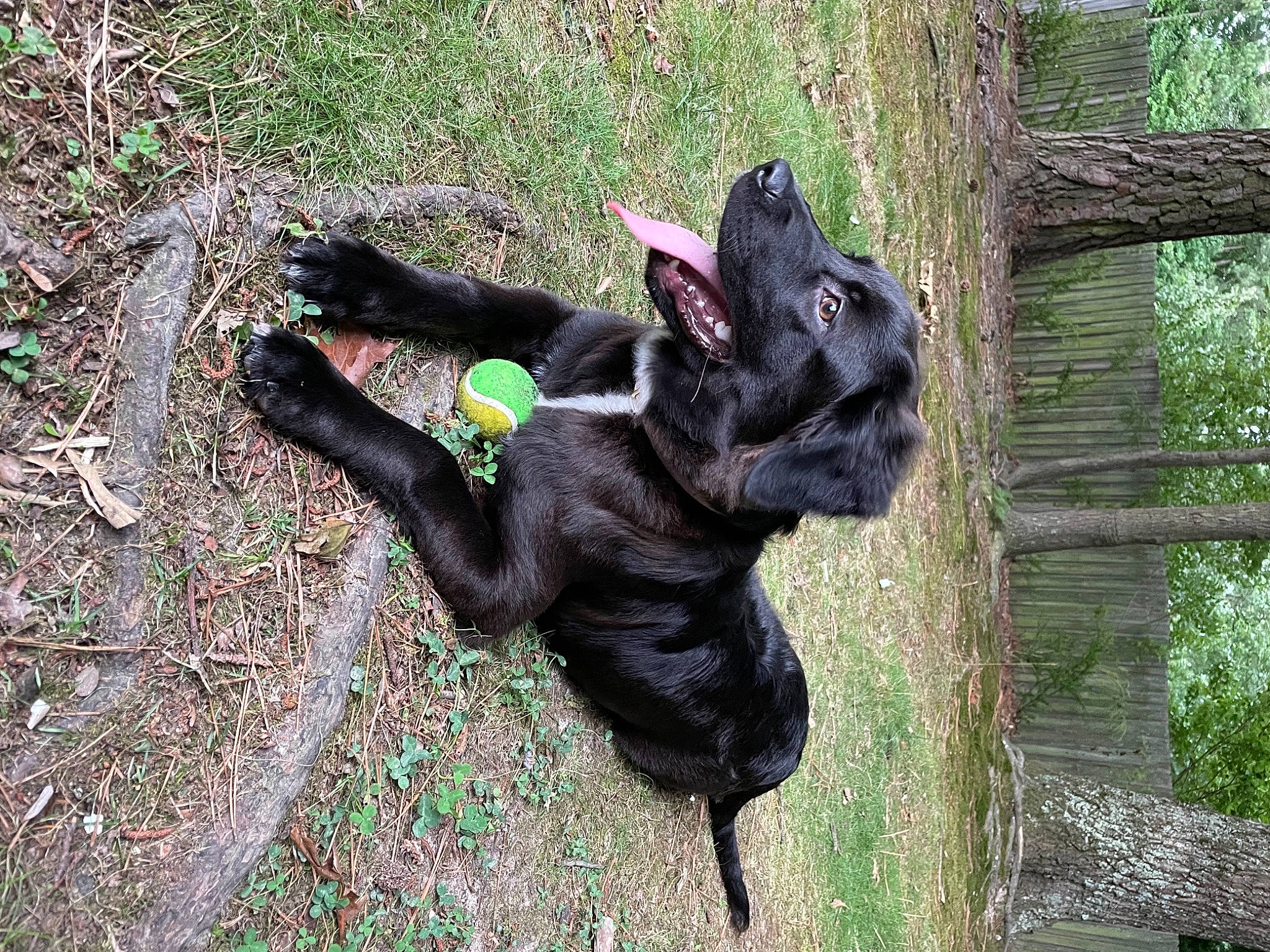 Charlotte joined the competition — help win amazing prizes! carnivore, companion_dog, dog, dog_breed, forest, fur, gesture, grass, guard_dog, natural_material, paw, plant, snout, soil, sporting_group, tail, terrestrial_animal, tree, trunk, working_animal