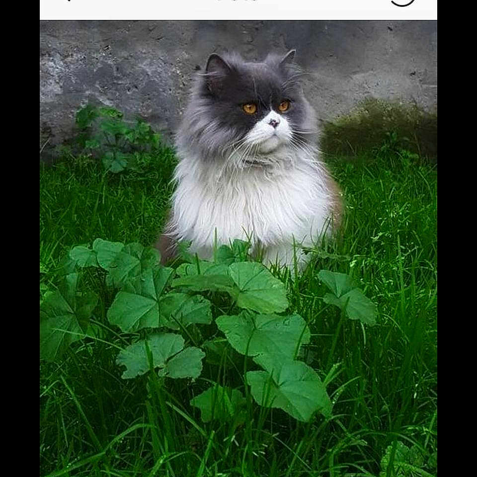 Jeronimo joined the competition — help win amazing prizes! canidae, carnivore, dog, photo_caption, plant, pomeranian, screenshot, whiskers, wildflower