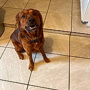 Koda is registered to the contest to win money with this photo: dog, brown_dog, happy, pet, indoor, floor, tile_floor, kitchen, canine, sitting, looking_up, collar, domestic_animal, fur, four_legs, mammal, companion, friendly, animal, house_pet