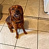 dog, brown_dog, happy, pet, indoor, floor, tile_floor, kitchen, canine, sitting, looking_up, collar, domestic_animal, fur, four_legs, mammal, companion, friendly, animal, house_pet