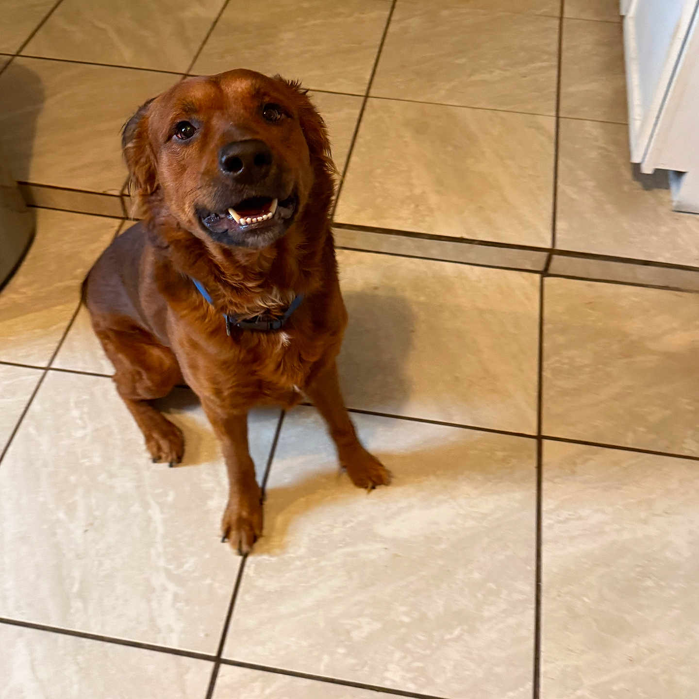 Koda