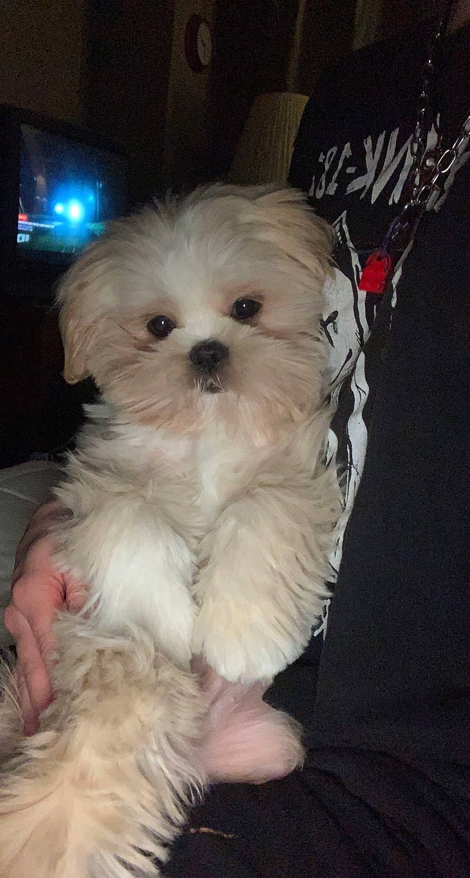 Waffles joined the competition — help win amazing prizes! canidae, carnivore, companion_dog, dog, dog_breed, dog_supply, eye, fur, head, mal_shi, maltepoo, plant, poodle_crossbreed, shih_poo, small_terrier, snout, sporting_group, terrier, toy_dog, working_animal