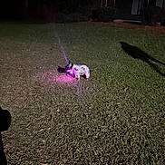 Bonnie is registered to the contest to win money with this photo: alloywheel, animal, canine, car, carwheel, dog, grass, lawn, light, lighting, machine, people, person, pet, plant, purple, spoke, tire, transportation, vehicle