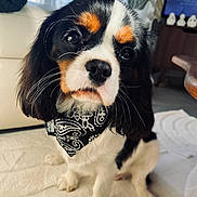 Tina participe au concours pour gagner de l'argent avec cette photo : animal, bandana, black_and_white, carpet, cavalier_king_charles_spaniel, cozy, cute, dog, ears, eyes, fur, indoor, living_room, nose, pet, portrait, puppy, sitting, tricolor, whiskers